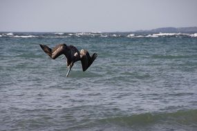 black pelican bird over the ocean in Central America