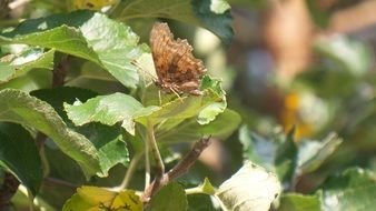 Close up photo of brown Butterfly Insect