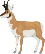 brown antelope on a white background