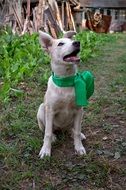 white dog with a green scarf