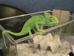 green chameleon on glass aquarium