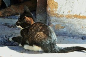 dark kitten lies near the wall