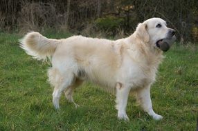 golden retriever with a toy