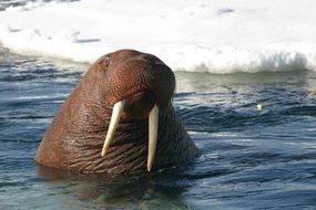 wild Rosmarus in the water