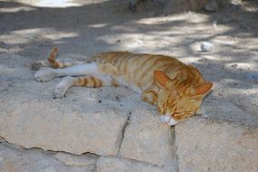 portrait of Auburn tabby cat sleeps on the road