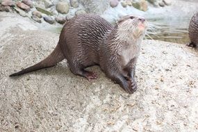curious wild otter