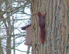little squirrel on a tree trunk near the wooden birdhouse