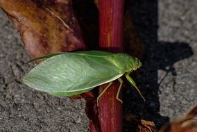 green cicada on a branch