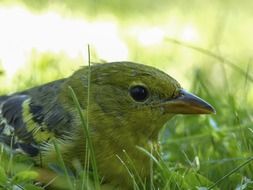The Baltimore Oriole