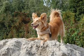 Cute doggy is looking forward