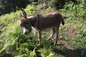 little gray donkey on green grass