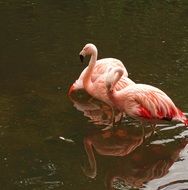 Beautiful flamingos on the wildlife photography