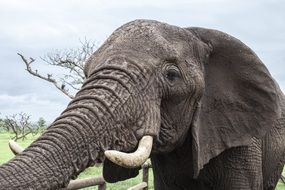 Large Elephant Africa