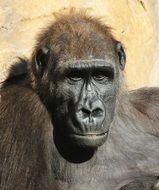 sad schimpanse, ape portrait