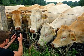 picture of the cattles on a livestock