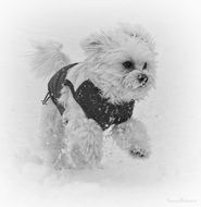white puppy in a suit runs in the winter