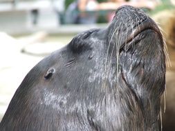 sea seal