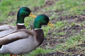 male mallards