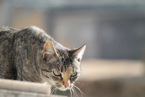 gray cat is watching from the roof