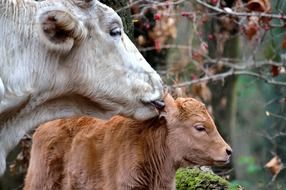 calf with mother
