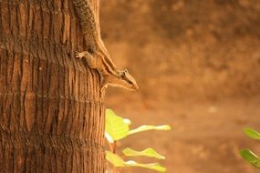 little squirrel on a palm tree