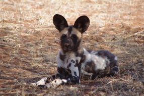 Wild Dogs Of Africa