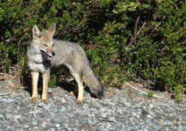 Fuchs in the wildlife
