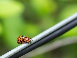 Couple of lady Bugs