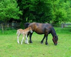 Mare and foal graze on the farm