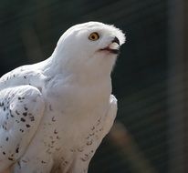 portrait of a white snowy owl