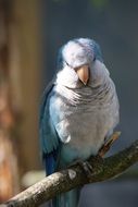 Parakeet Small Parrot portrait