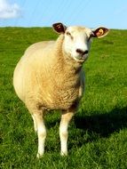 sheep is livestock