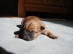 sweet sleeping cairn terrier
