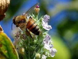 striped bee on a fragrant flower