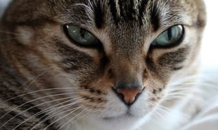 portrait of a relaxed cat