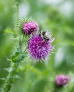 bee pollinates a thistle flower