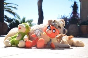 stuffed animals and a dog