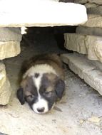 resting sweet puppy