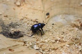dung beetle on the ground