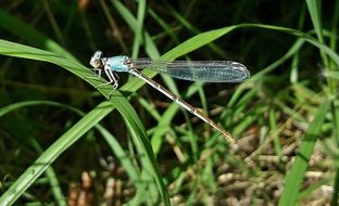 blue dragonfly on a green leaf