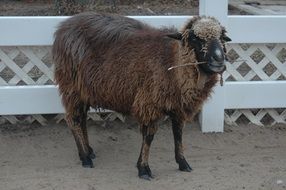 brown sheep near the white fence