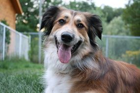 Australian Shepherd in the yard