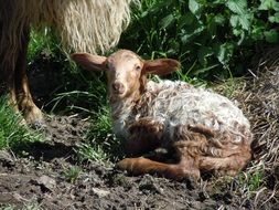 a sheep lies on the field