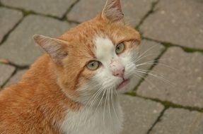 red cat on the sidewalk