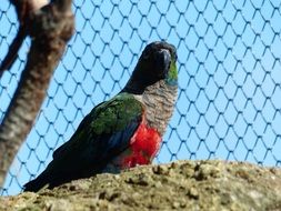 parrot with bright feathers in a cage