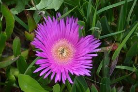 delicious Flower