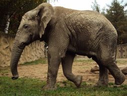 majestic elephant in the zoo