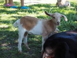 little goat in nature