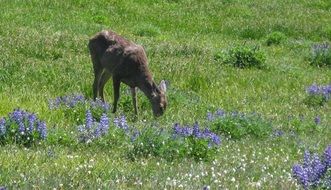 Blacktail Deer