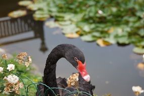 Black Swan on a lake